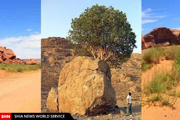 تصویر/ عجیب ترین درخت ایران