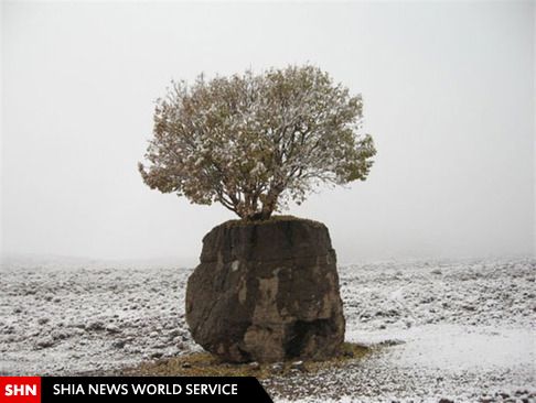 تصویر/ عجیب ترین درخت ایران