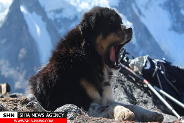 صعود یک سگ به قله 7 هزار متری خبرساز شد!+تصاویر