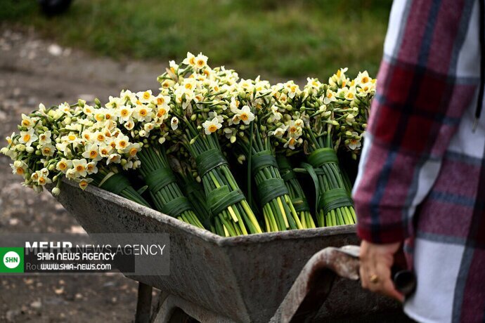 تصاویر/ برداشت گلهای نرگس در روزهای برفی کشور