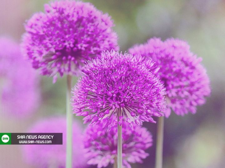 آماده سازی باغچه برای بهار+ معرفی ۶ گل باغچه‌ای رویایی