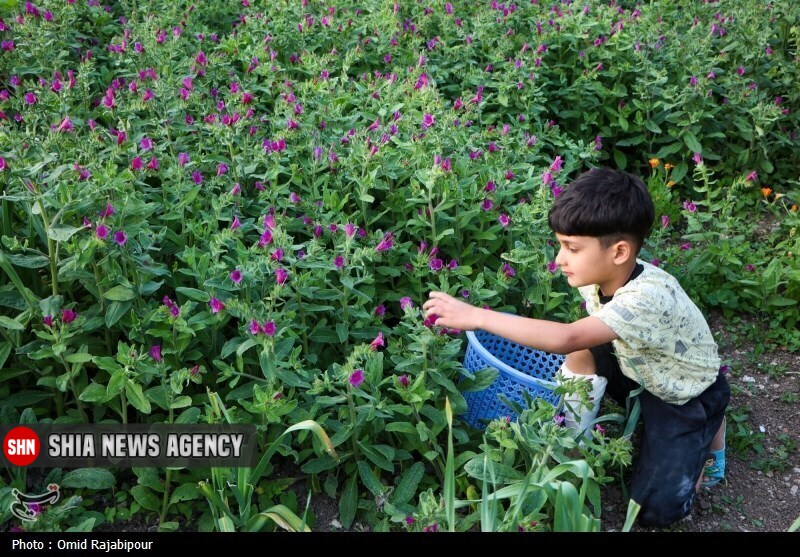 تصاویر | برداشت گل گاو زبان در گیلان
