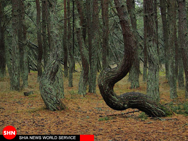 درختان رقصنده در روسیه + تصاویر