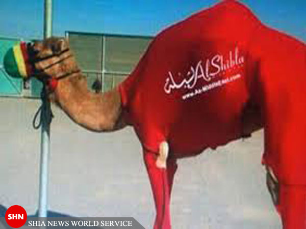تصاویر/راهاندازی خط تولید لباس ورزشی ویژه شترها در امارات! تصاویر/راهاندازی خط تولید لباس ورزشی ویژه شترها در امارات!