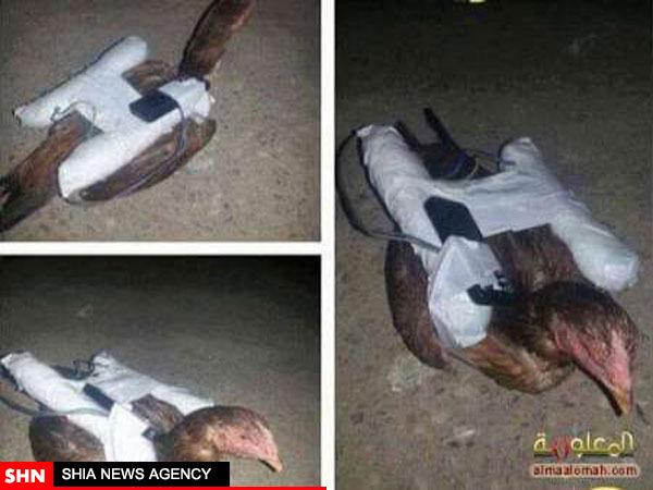 داعش پرندگان را بمب گذاری می کند+تصویر