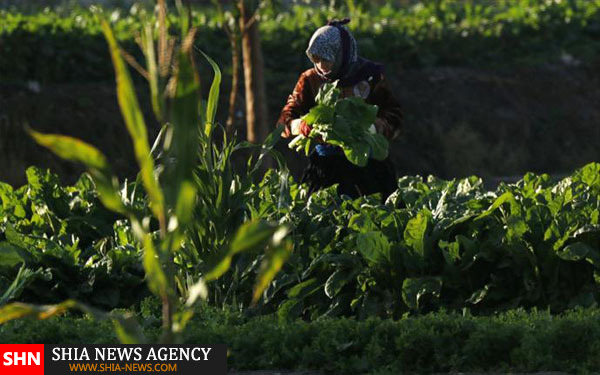 تصاویر زندگی در سوریه