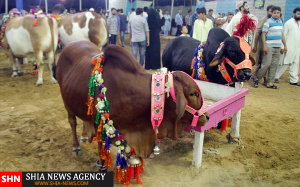 تزئین دام در پاکستان برای عید قربان+ تصاویر