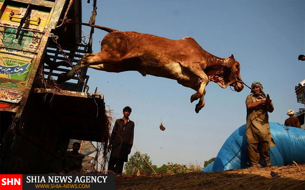 تزئین دام در پاکستان برای عید قربان+ تصاویر