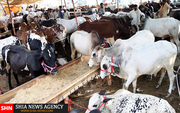 تزئین دام در پاکستان برای عید قربان+ تصاویر