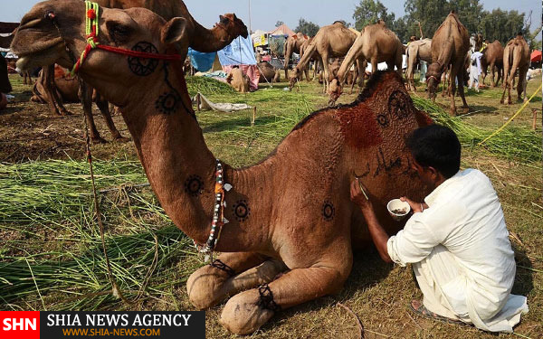 تزئین دام در پاکستان برای عید قربان+ تصاویر