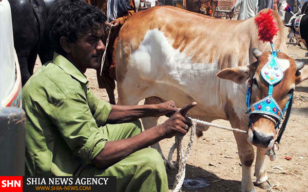 تزئین دام در پاکستان برای عید قربان+ تصاویر