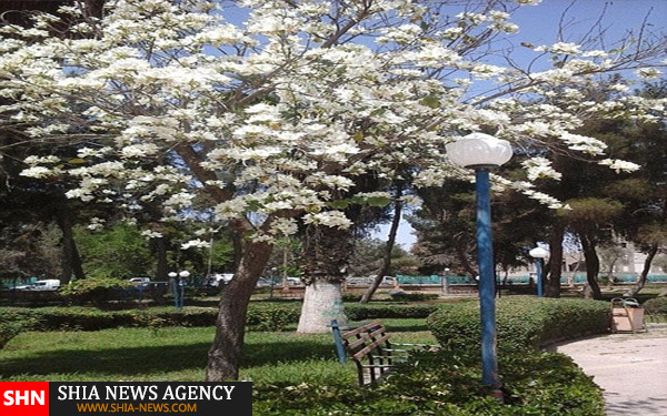 اعضای خارجی داعش راه فرار در پیش گرفته‌اند+ تصاویر