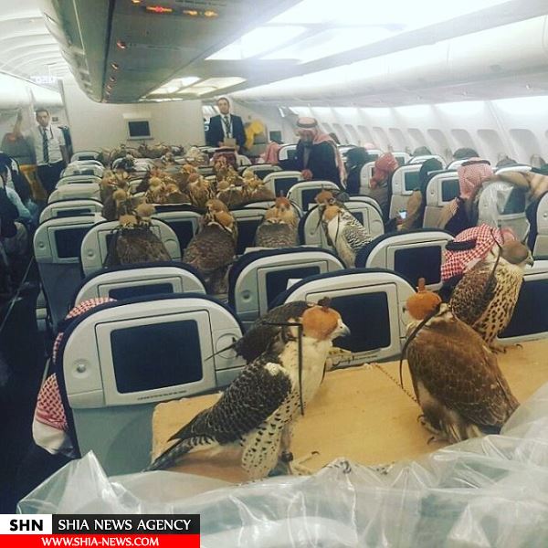 تصویر انتقال 80 شاهین با هواپیما توسط شاهزاده عربستانی