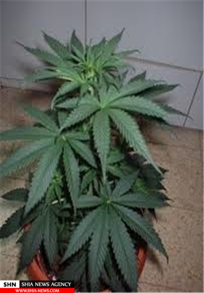 گلی که میوه‌اش توهم شدید است+ تصاویر