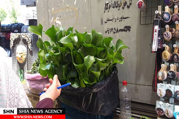 فروش یک گیاه سرطان‌زا در تهران+ تصویر