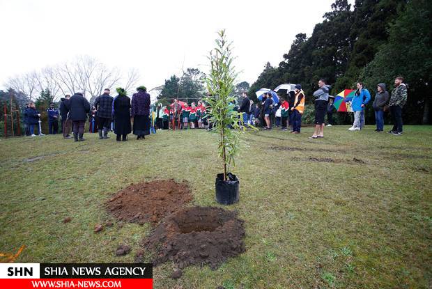 مراسم درخت کاری در نیوزیلند به یاد قربانیان حمله به مساجد + تصاویر