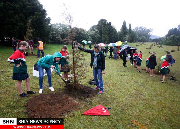 مراسم درخت کاری در نیوزیلند به یاد قربانیان حمله به مساجد + تصاویر