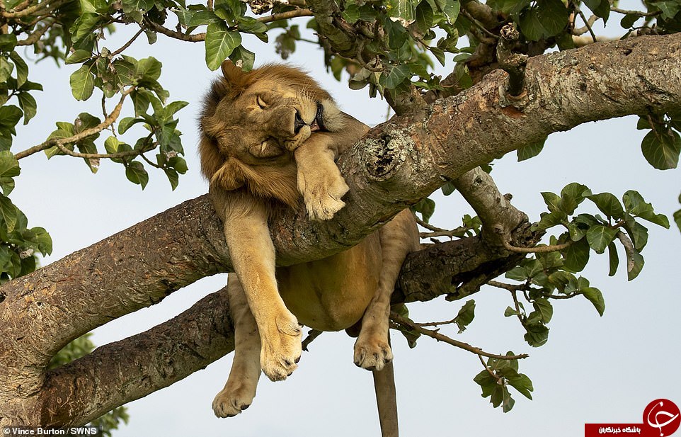 تصاویری جالب از چرت شیرها در بالای درخت!