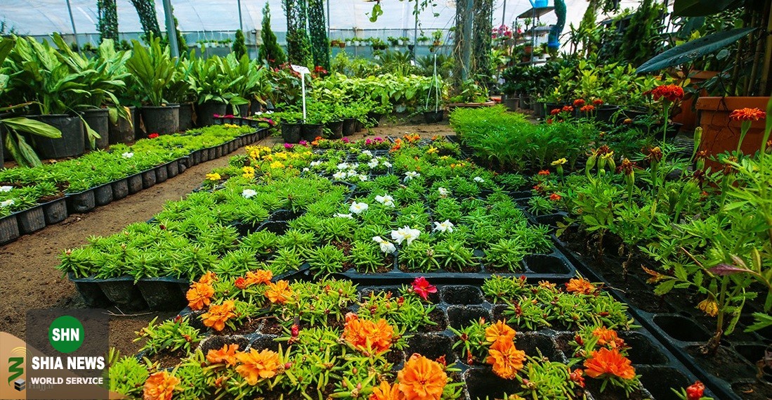 تصاویر پرورش گونههای نادر گلهای کمیاب در کربلا تصاویر پرورش گونههای نادر گلهای کمیاب در کربلا