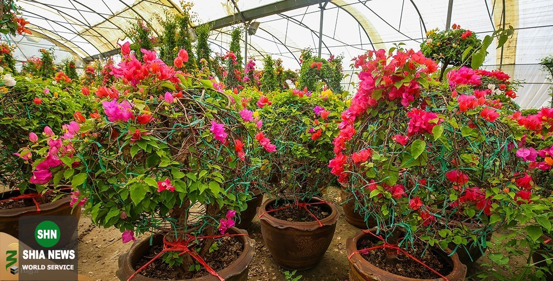 تصاویر پرورش گونههای نادر گلهای کمیاب در کربلا تصاویر پرورش گونههای نادر گلهای کمیاب در کربلا