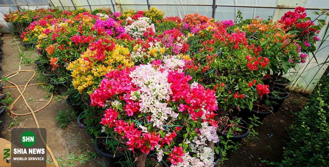 تصاویر پرورش گونههای نادر گلهای کمیاب در کربلا تصاویر پرورش گونههای نادر گلهای کمیاب در کربلا