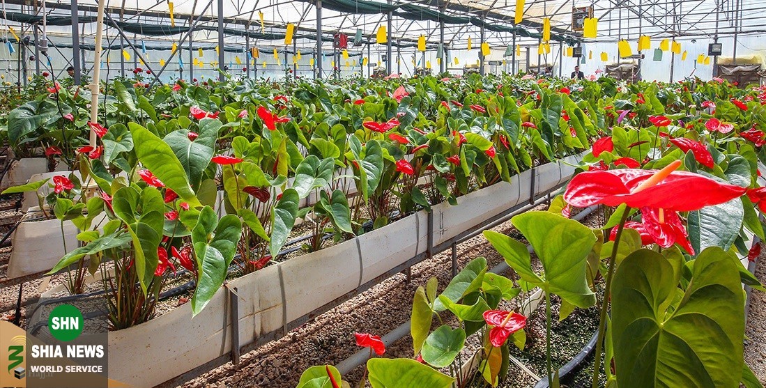 تصاویر پرورش گونههای نادر گلهای کمیاب در کربلا تصاویر پرورش گونههای نادر گلهای کمیاب در کربلا