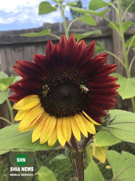 عجیب و جالبترین پدیده&zwnj;های جهان که شگفت&zwnj;زده&zwnj;تان می&zwnj;کند + تصاویر