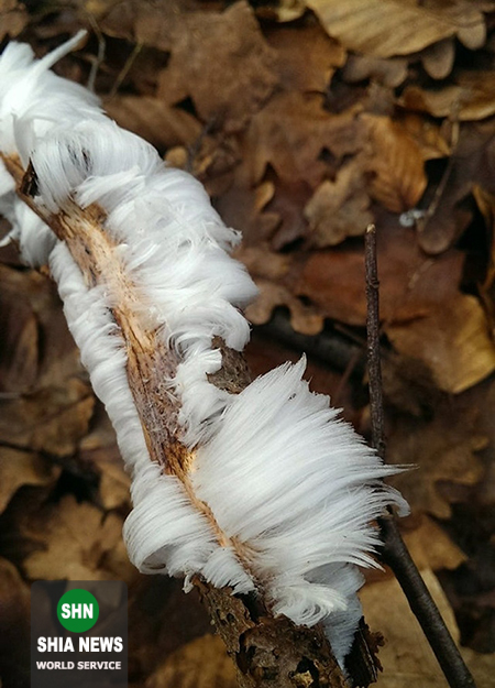عجیب و جالبترین پدیده&zwnj;های جهان که شگفت&zwnj;زده&zwnj;تان می&zwnj;کند + تصاویر