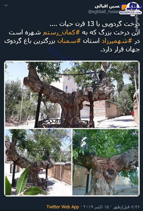 درخت گردوی 1300 ساله +تصویر