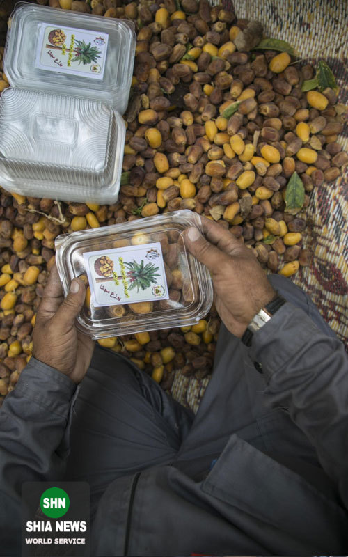 توزیع خرمای نخل&zwnj;های بین&zwnj;الحرمین بین زائران