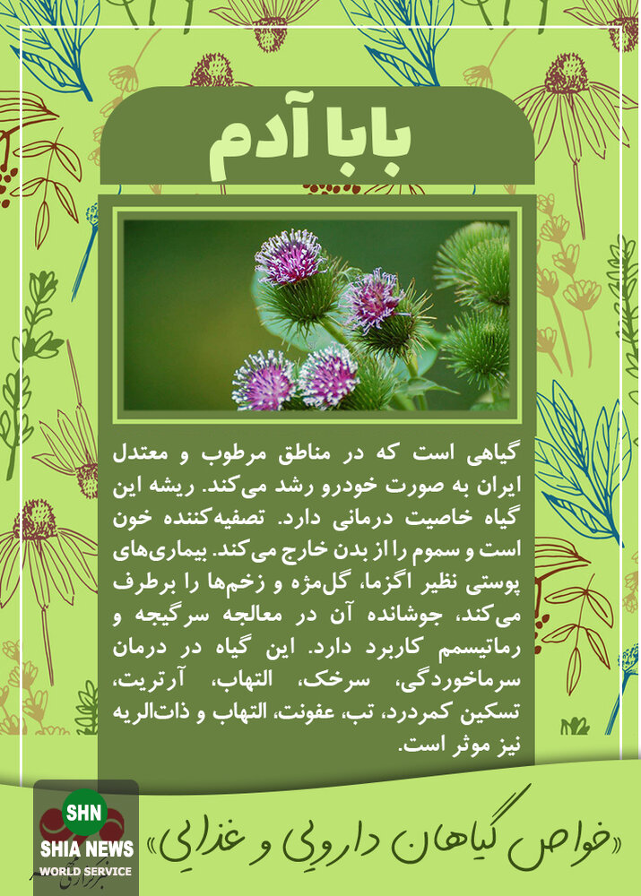 با برخی خواص بابا آدم آشنا شوید با برخی خواص بابا آدم آشنا شوید