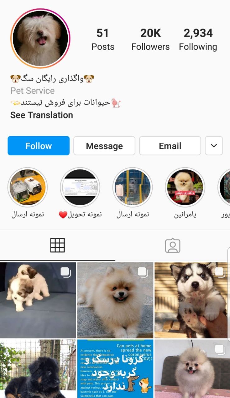 کلاهبرداری های جدید با نقش آفرینی سگ و گربه کلاهبرداری های جدید با نقش آفرینی سگ و گربه