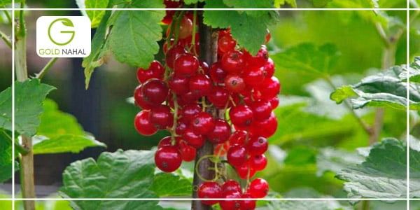 معرفی 5 نهال انگور پر طرفدار در ایران