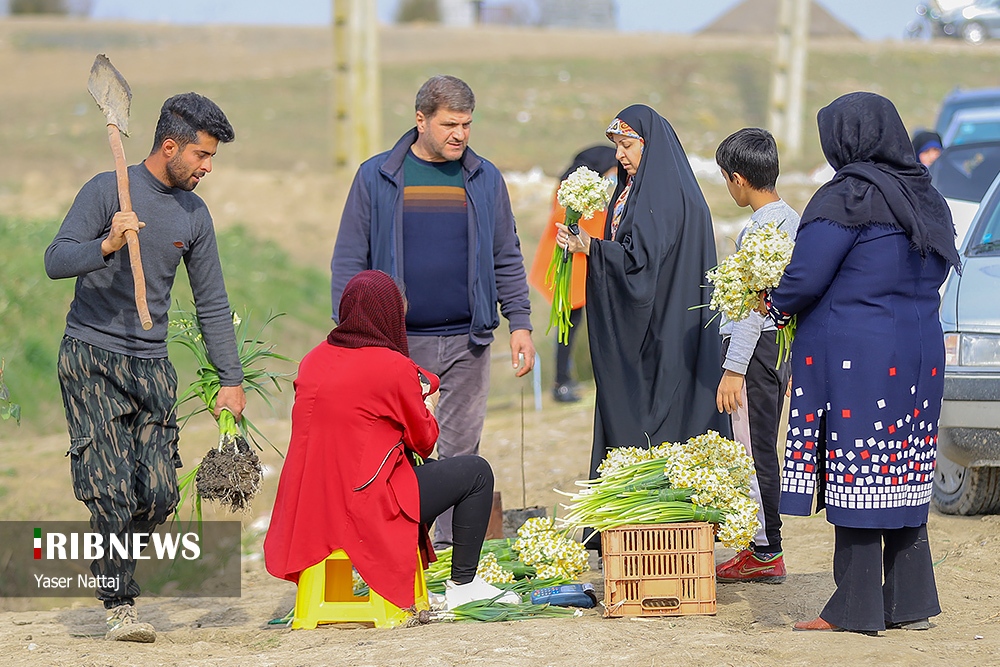 برداشت گل نرگس در بابلسر