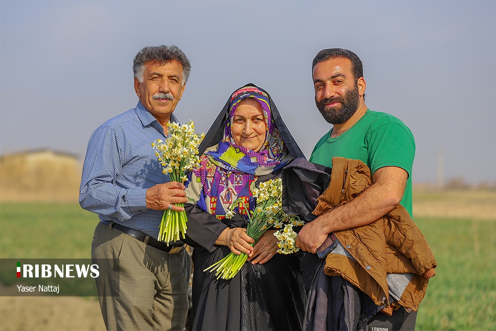 برداشت گل نرگس در بابلسر