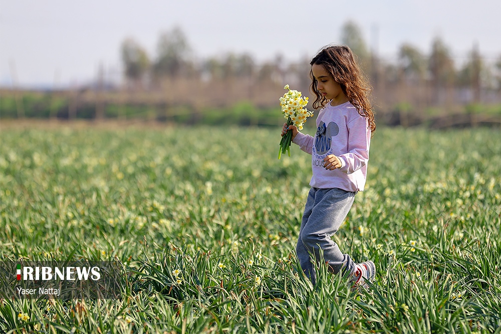برداشت گل نرگس در بابلسر