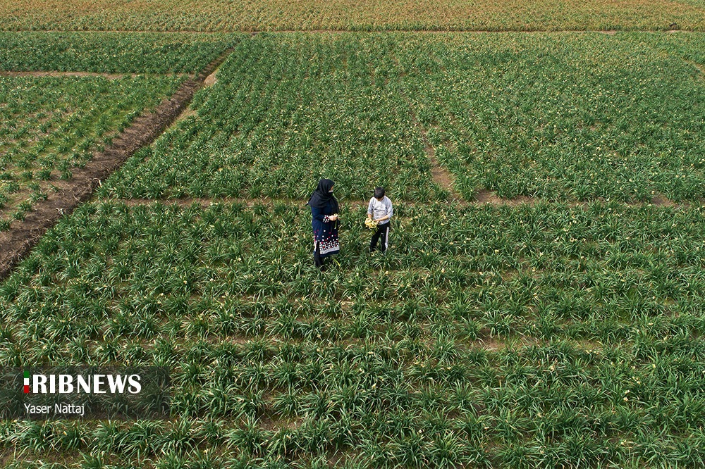 برداشت گل نرگس در بابلسر