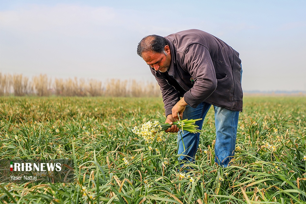 برداشت گل نرگس در بابلسر