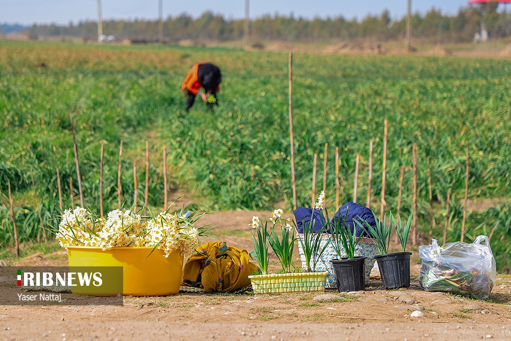 برداشت گل نرگس در بابلسر