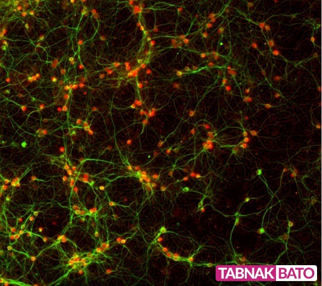 کلمه&zwnj;ای در قرآن درباره اسرار کهکشان&zwnj;ها