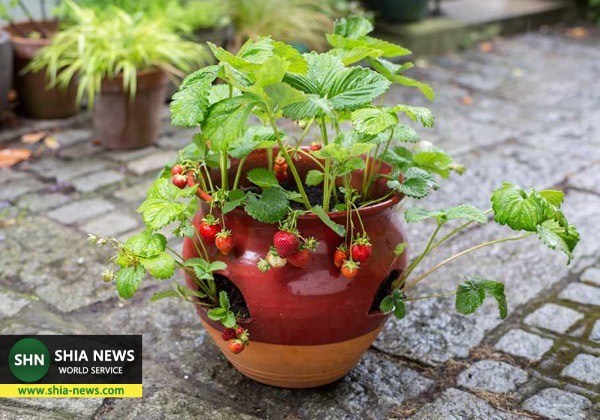 با این 9 گیاه بالکنی باغچه کوچک خودت رو بساز