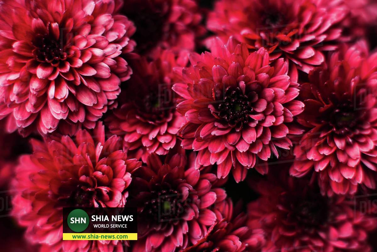 معنی رنگ گل هایی که در مراسم تدفین استفاده می شود