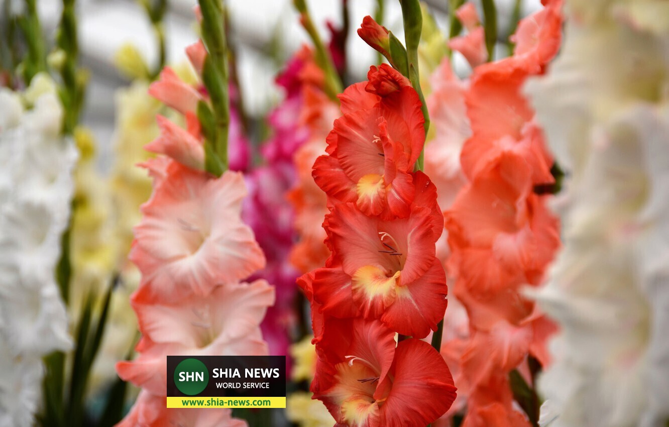 معنی رنگ گل هایی که در مراسم تدفین استفاده می شود