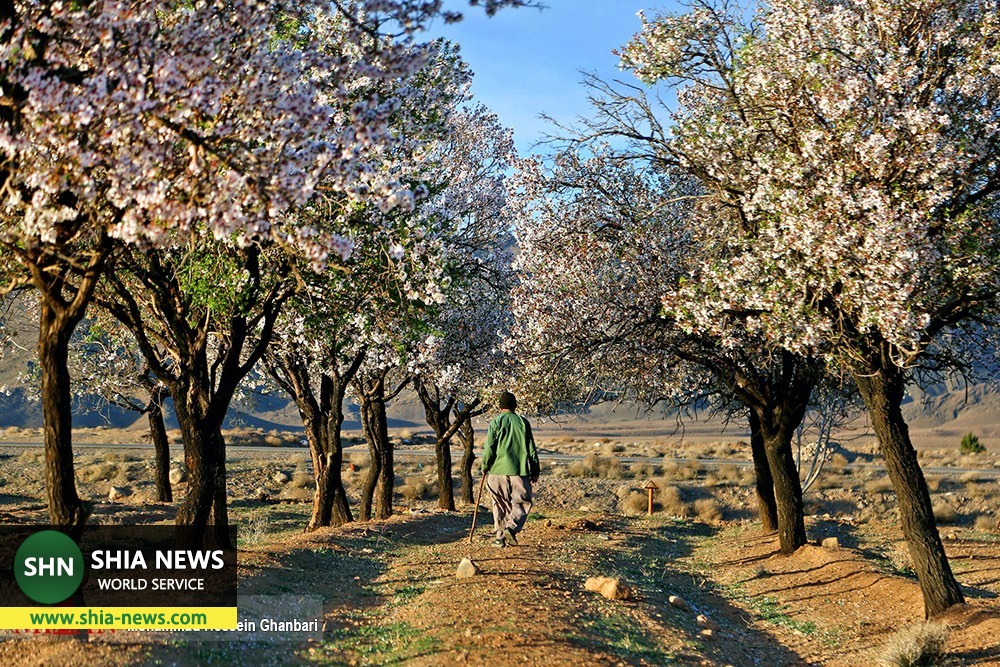 شکوفه های زمستانی - کرمان