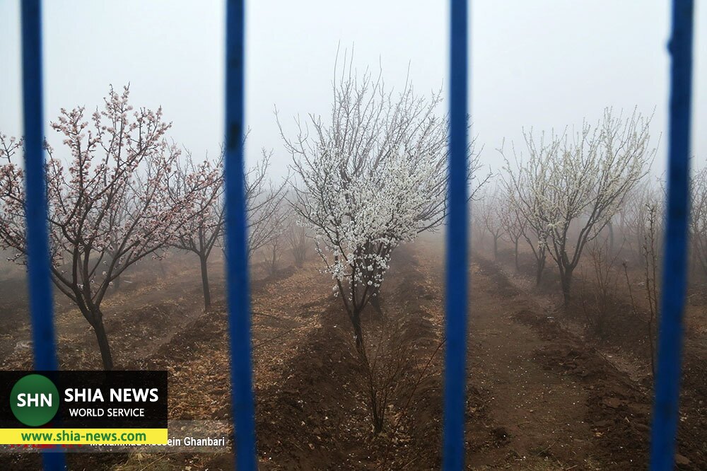 شکوفه های زمستانی - کرمان