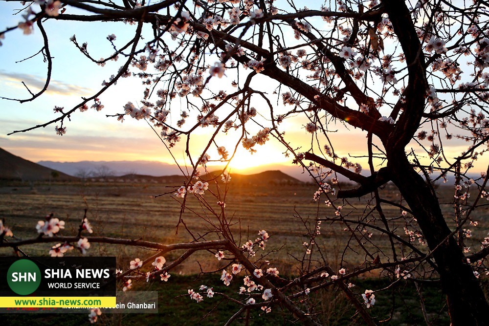 شکوفه های زمستانی - کرمان