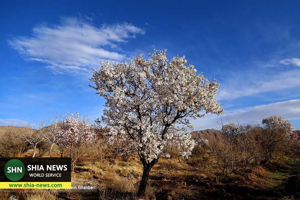 شکوفه های زمستانی - کرمان