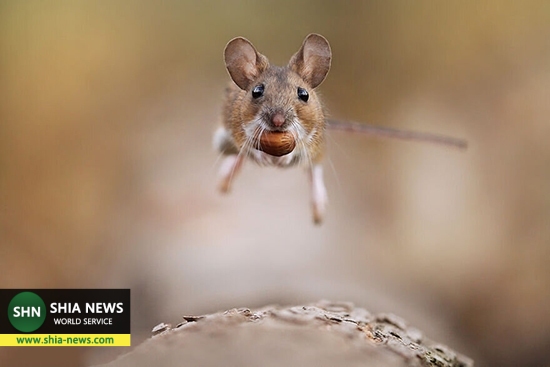 عکس هایی دیدنی از جوندگان دوست&zwnj;داشتنی