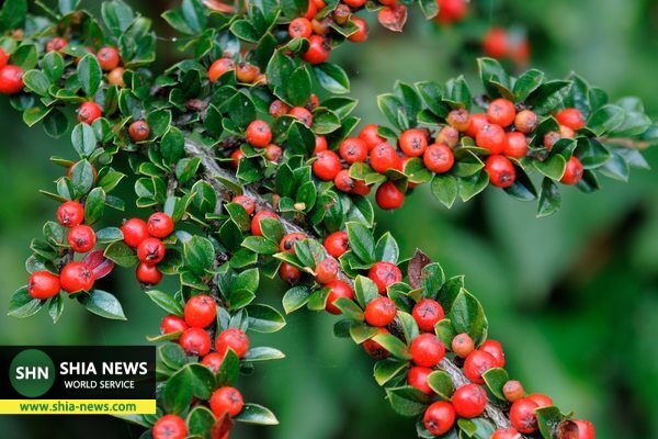 درمان معجزه آسای زردی نوزادان با شیر خشت