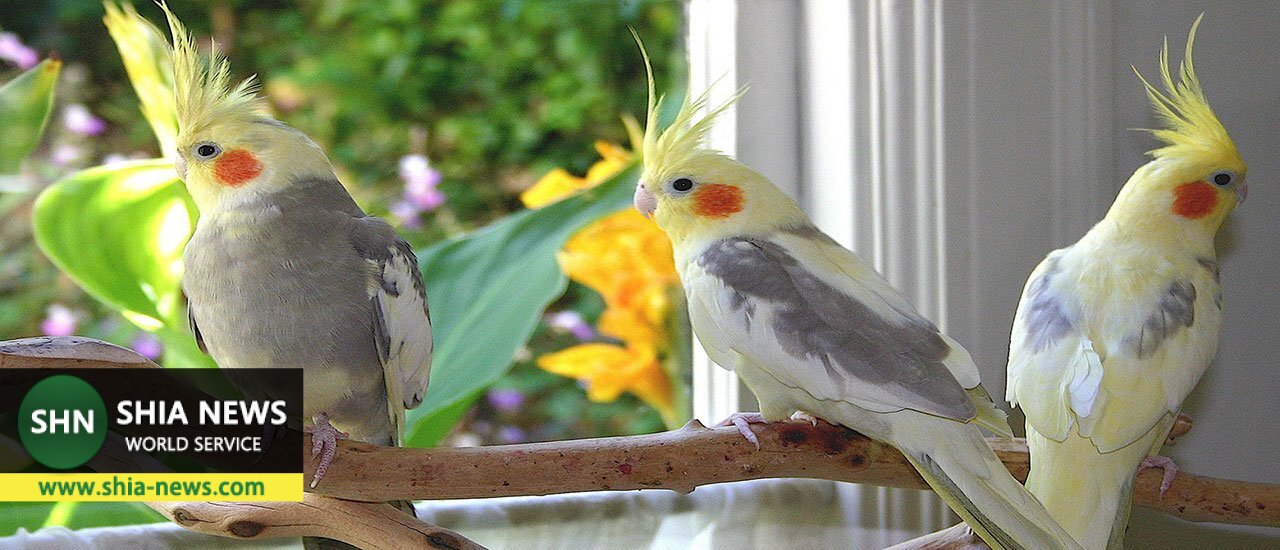 همه چیز درباره عروس هلندی محبوب‌ترین پرنده زینتی